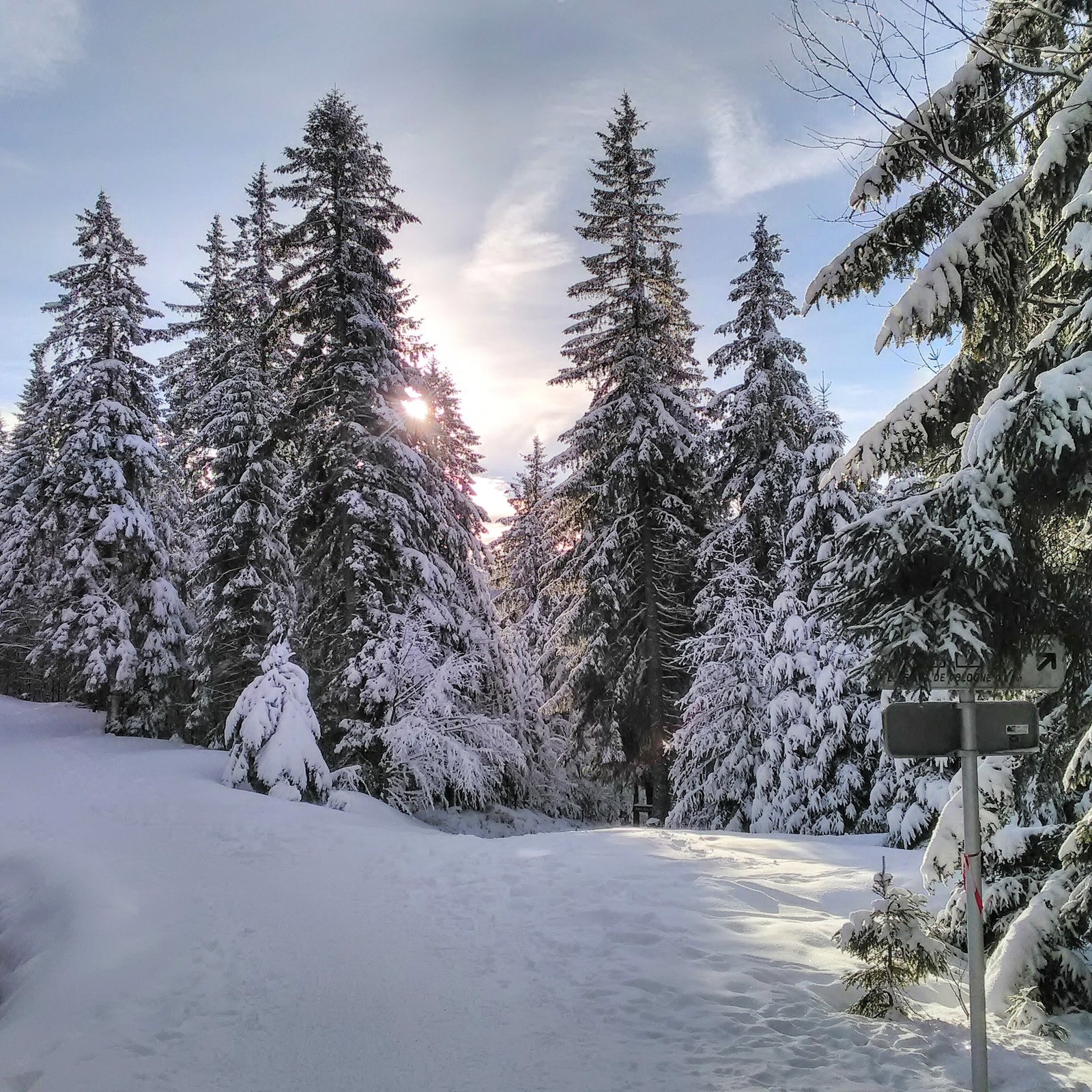 Sentier sous la neige dans une forêt de sapins